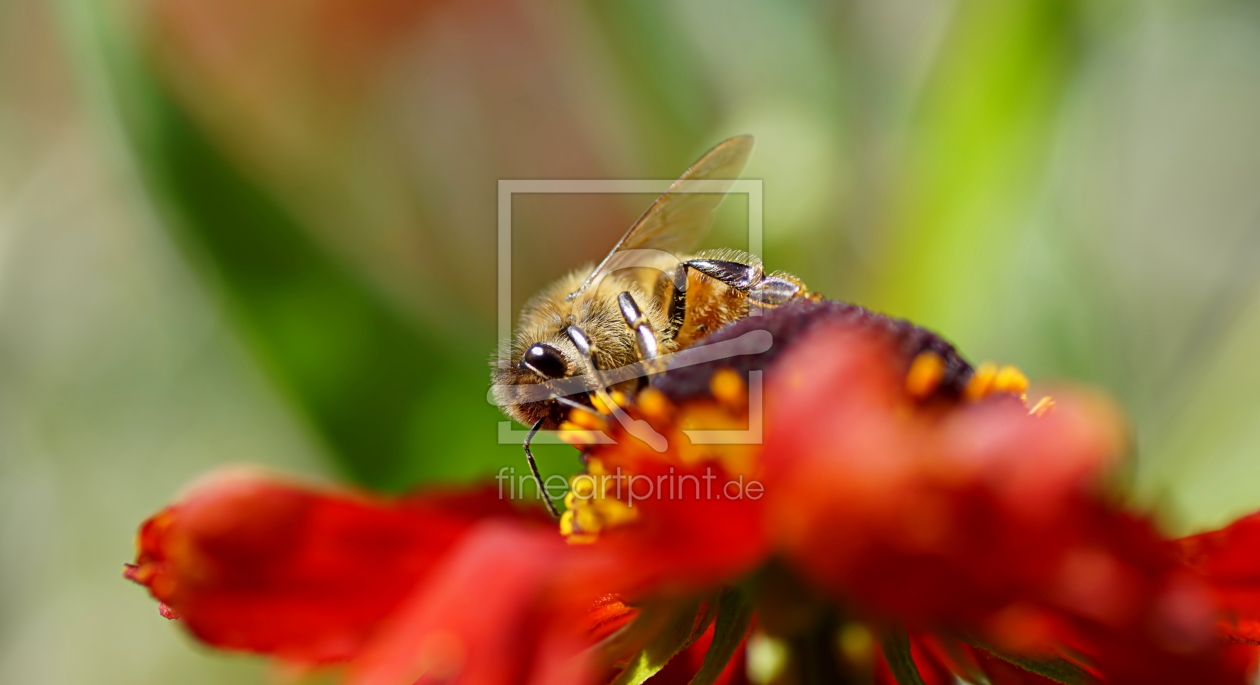 Bild-Nr.: 12241892 Honeybee erstellt von youhaveadream