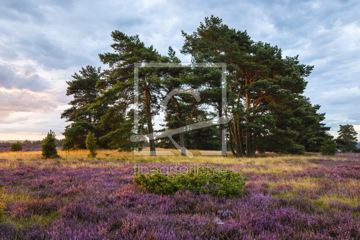 Bild-Nr.: 12242167 Augustmorgen in der Lüneburger Heide erstellt von Daniela Beyer