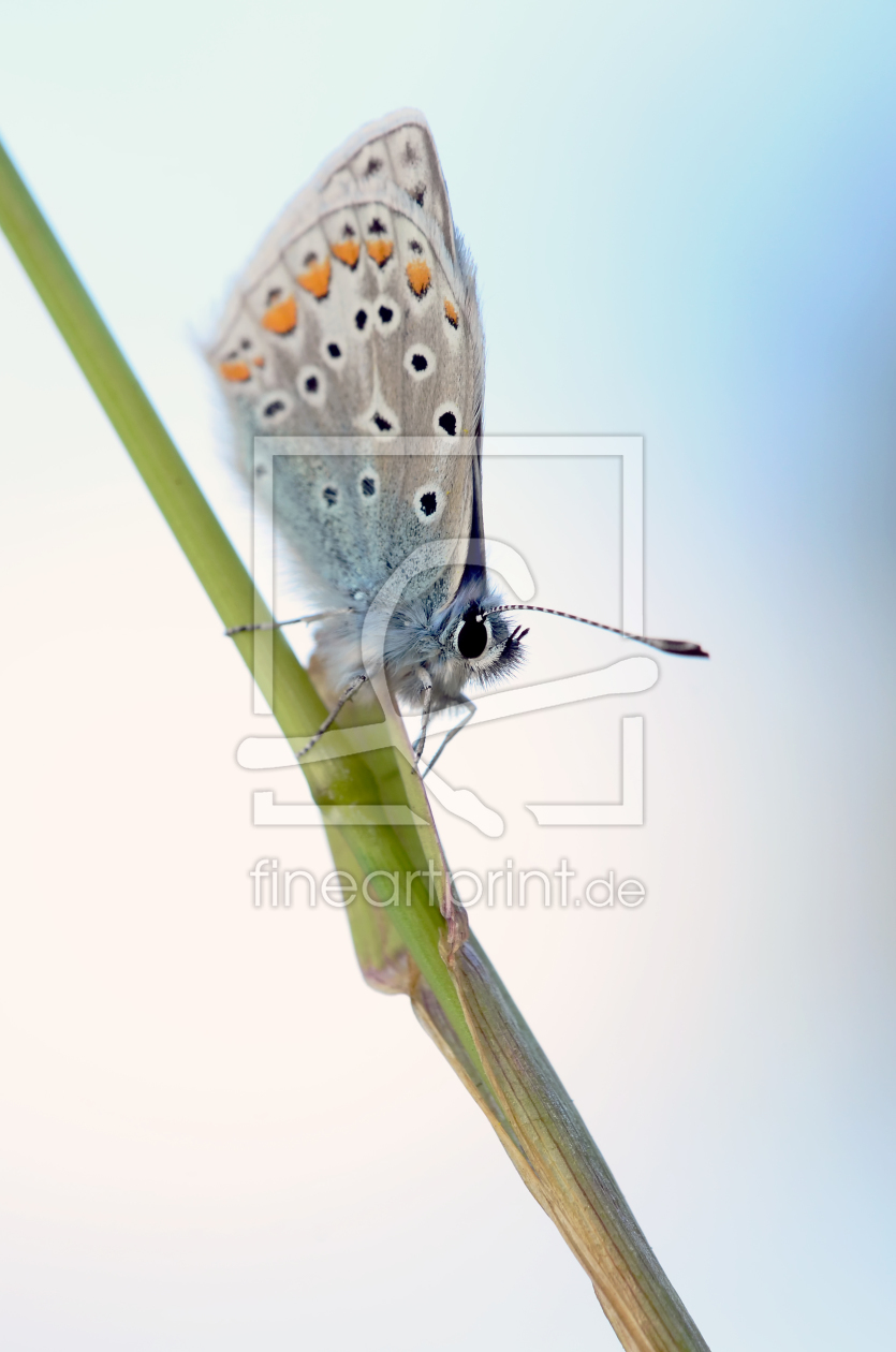 Bild-Nr.: 12242242 Schmetterling erstellt von Ostfriese