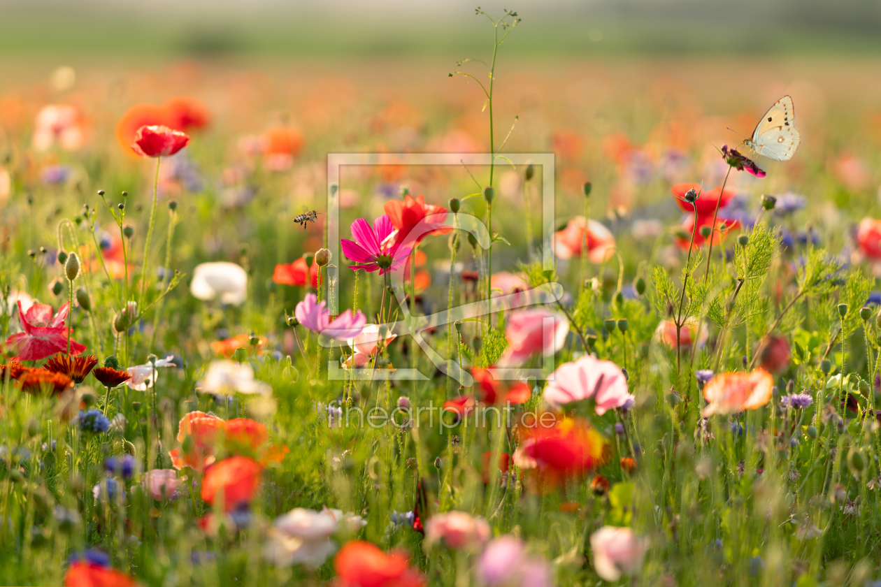 Bild-Nr.: 12242408 Sommerabend über blühendem Land erstellt von boegau-photography