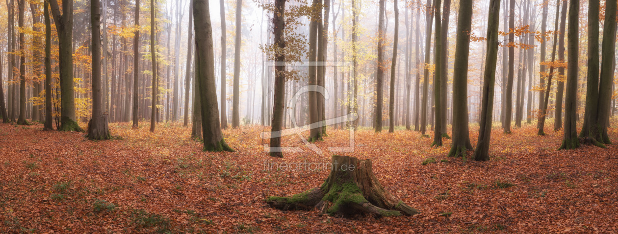 Bild-Nr.: 12242570 Herbstfarben im Wald erstellt von luxpediation