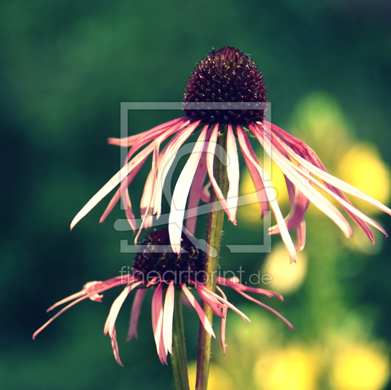 Bild-Nr.: 12242999 Echinacea erstellt von GUGIGEI