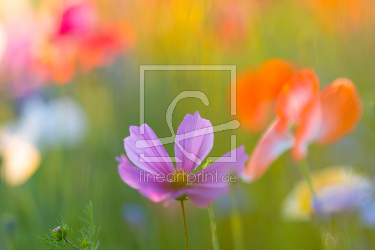 Bild-Nr.: 12243368 Ein Strauß Sommer erstellt von boegau-photography