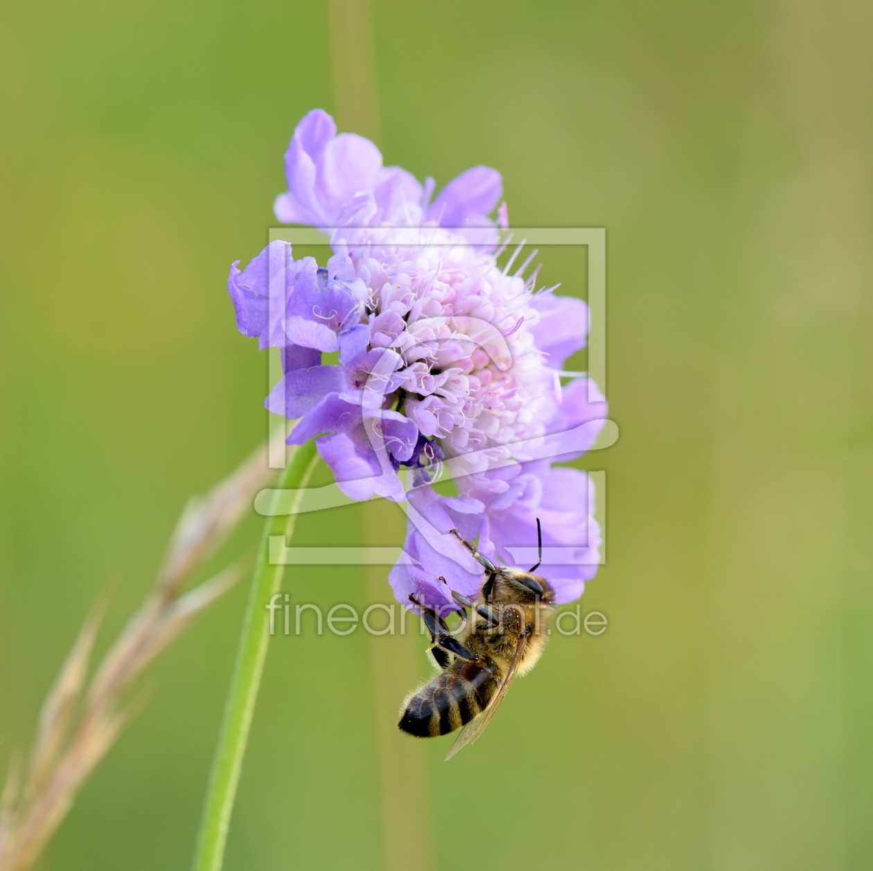 Bild-Nr.: 12243756 Schlafende Biene erstellt von GUGIGEI