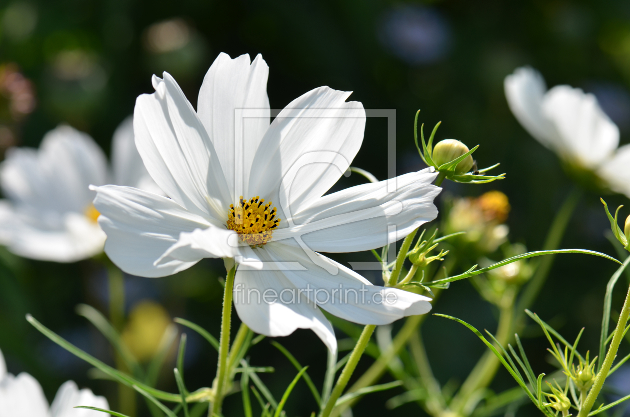 Bild-Nr.: 12243921 Cosmea erstellt von Atteloi