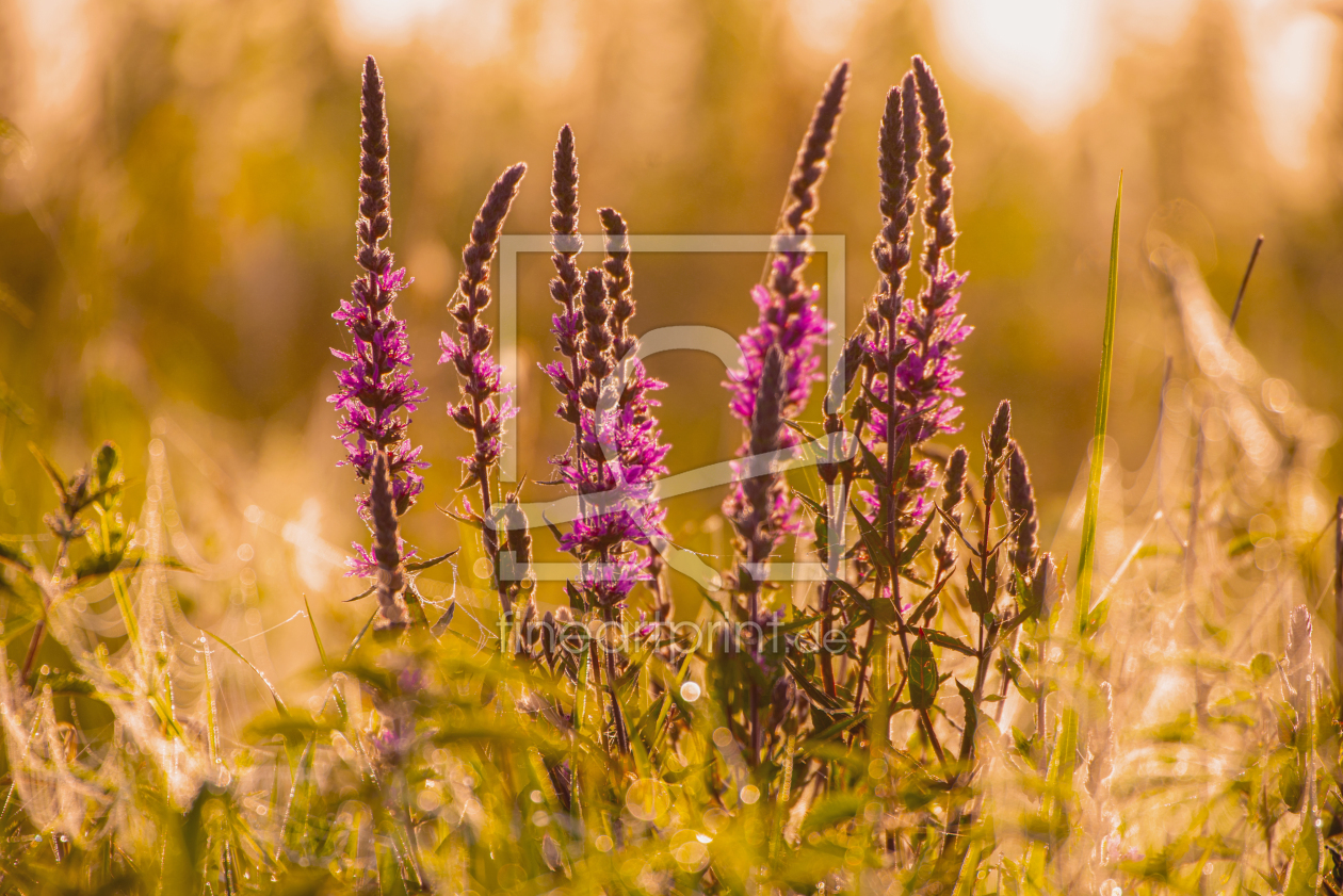 Bild-Nr.: 12244106 Blutweiderich im Sonnenaufgang Lythrum salicaria erstellt von Tanja Riedel