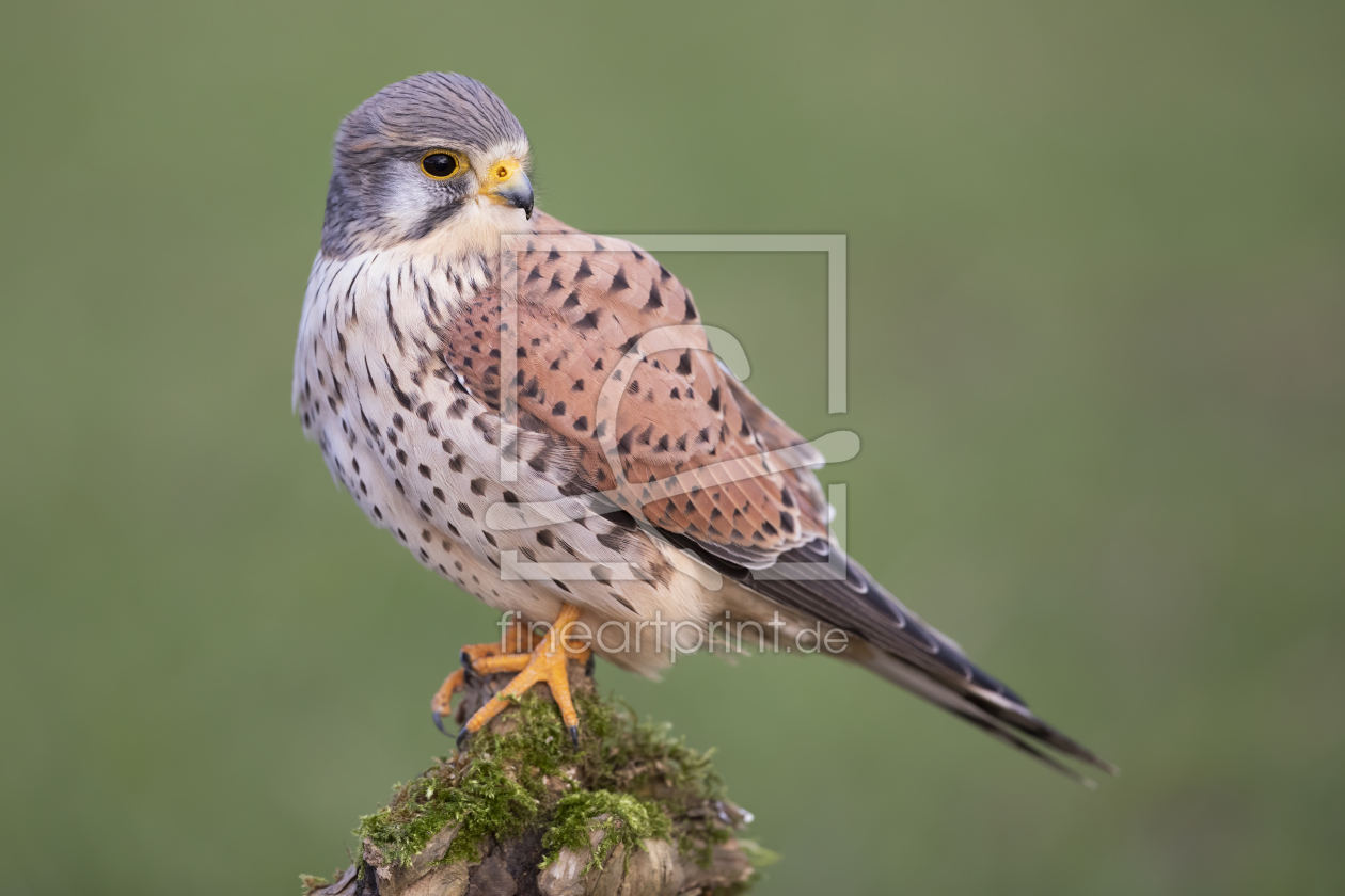 Bild-Nr.: 12244170 Turmfalke erstellt von Daniela Beyer