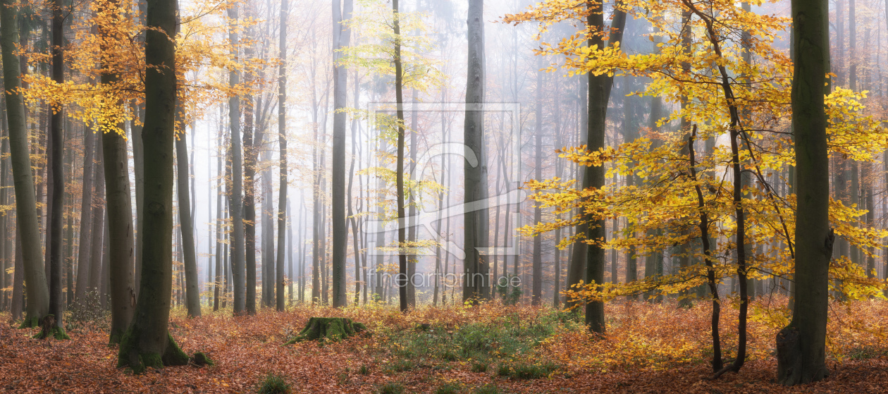 Bild-Nr.: 12244243 Nebliger Morgen im Wald erstellt von luxpediation