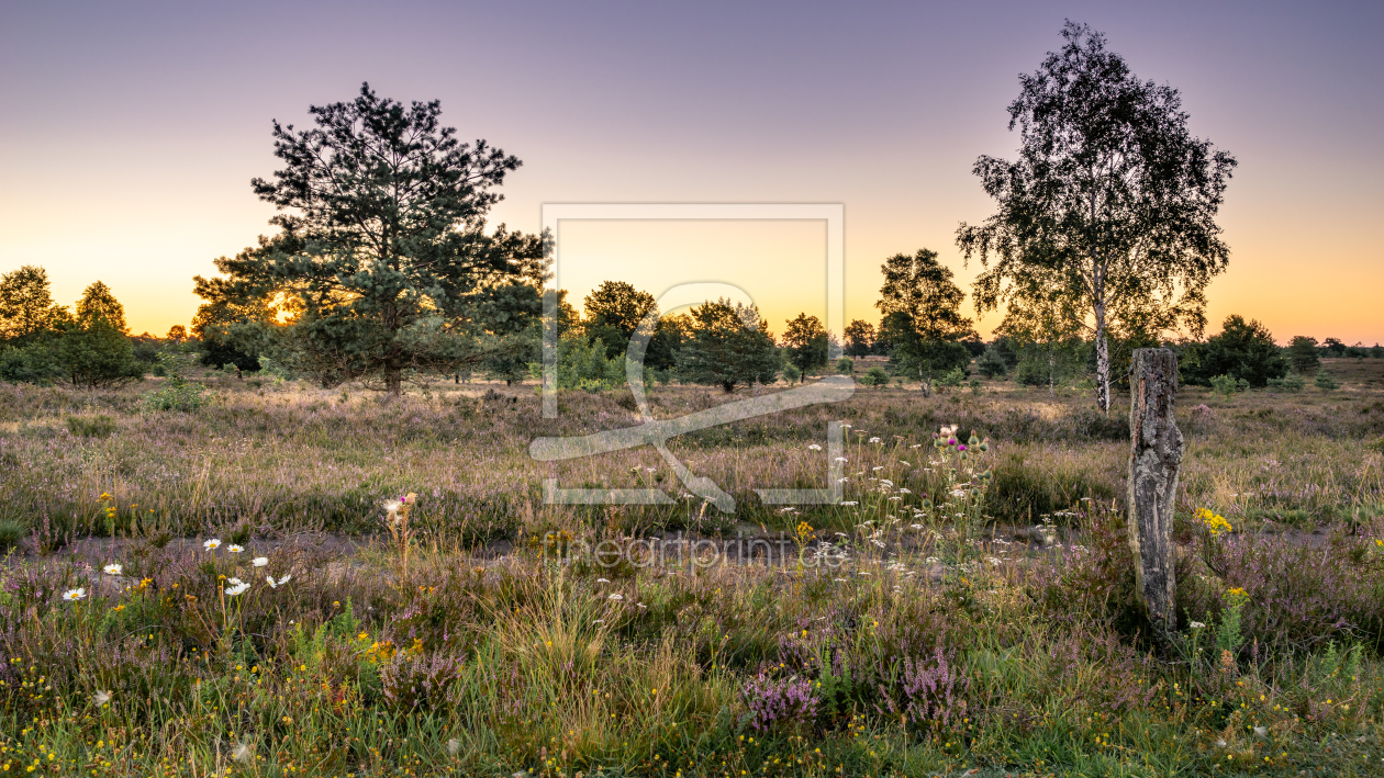 Bild-Nr.: 12247169 Früh in der Heide  erstellt von Steffen Henze