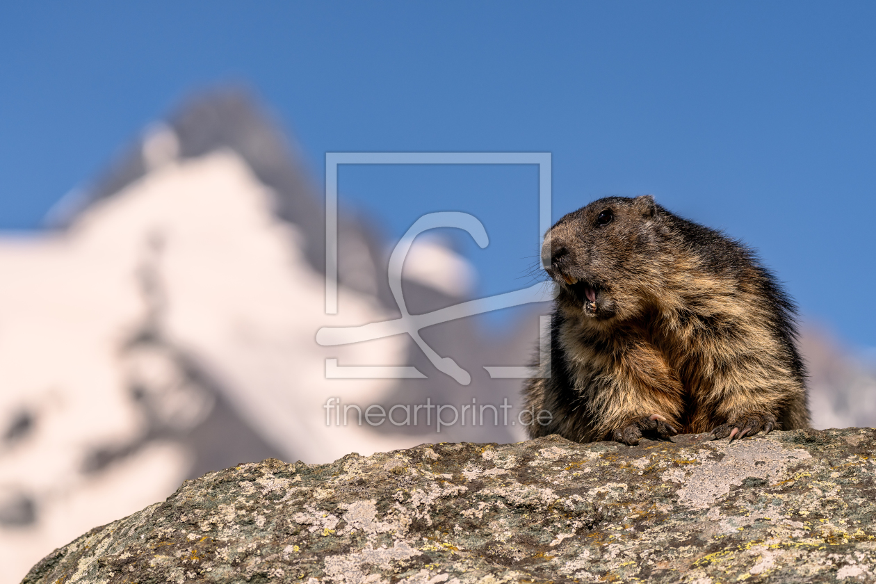 Bild-Nr.: 12247304 Murmeltier vor Grossglockner erstellt von Achim Thomae