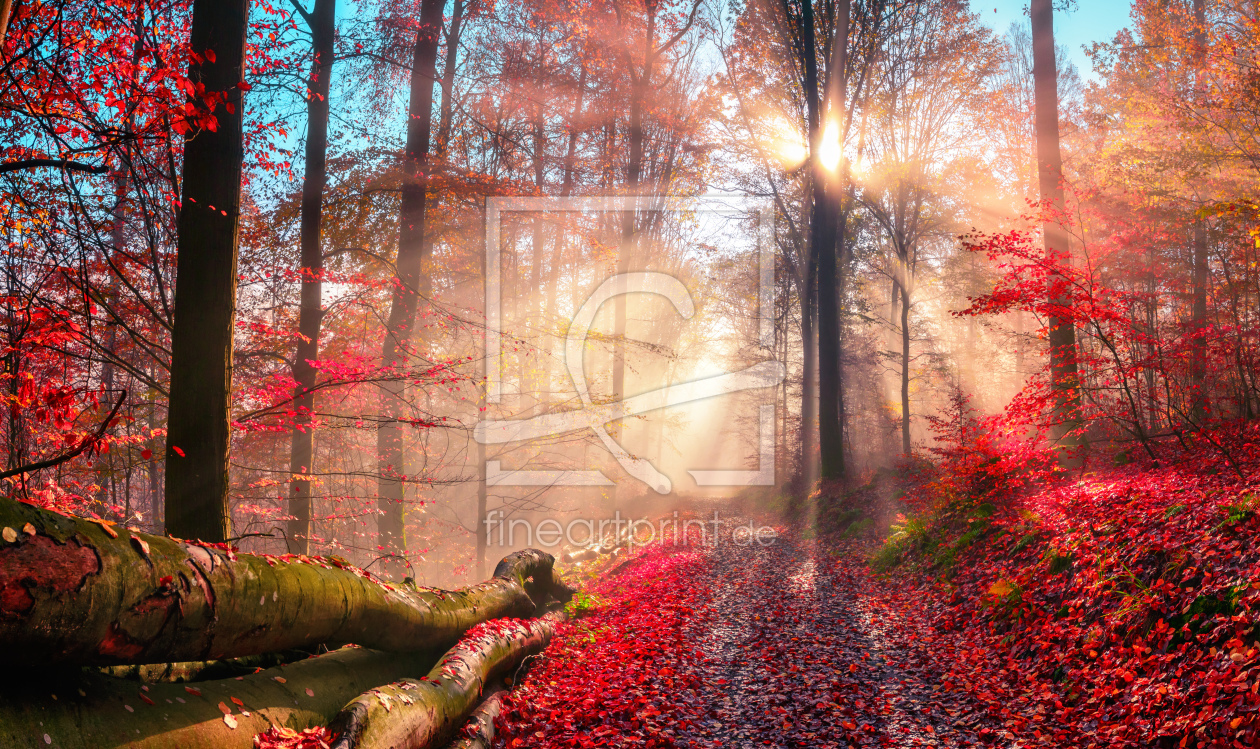 verträumten Farben Stimmungsvoller Herbstwald in
