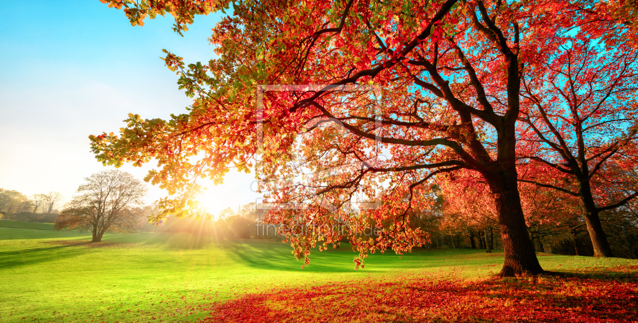 Sonniger Park in herbstlichen Farben als Untersetzer