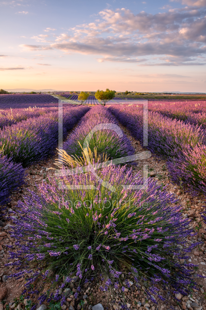 Bild-Nr.: 12251360 Sommer in der Provence erstellt von Achim Thomae