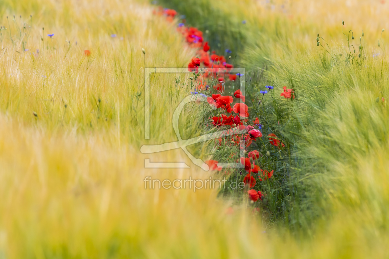 Bild-Nr.: 12254548 Eine Spur von Mohn erstellt von Daniela Beyer