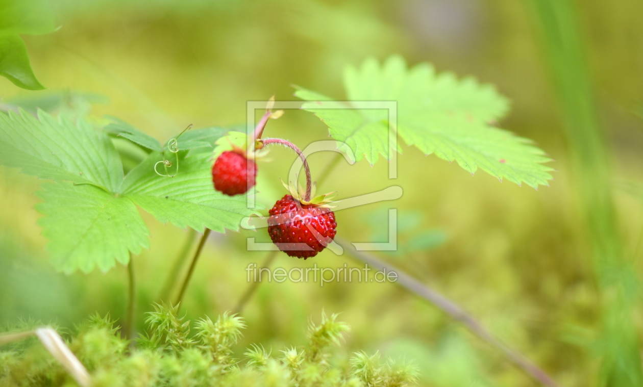 Bild-Nr.: 12254982 Walderdbeeren erstellt von GUGIGEI