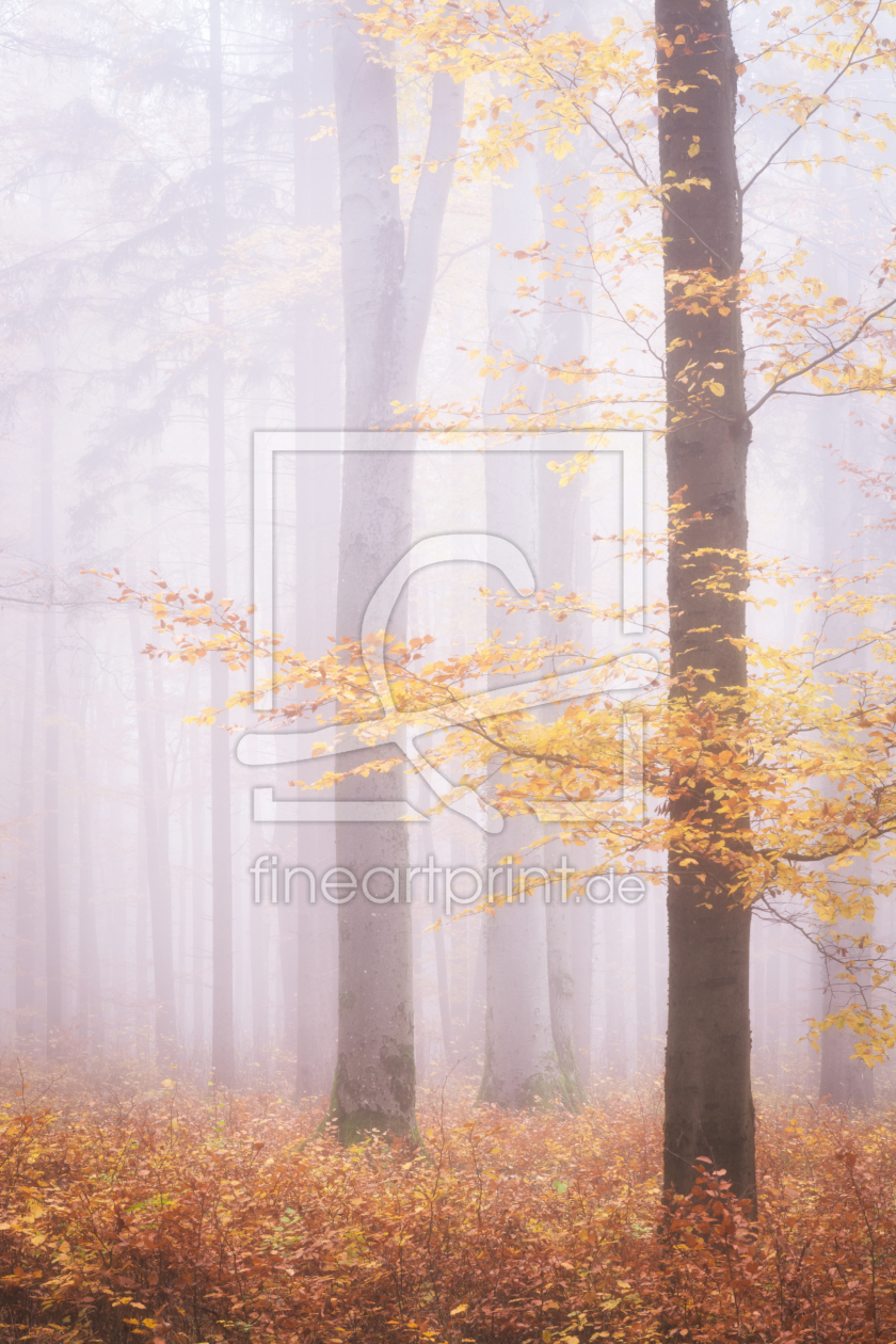 Bild-Nr.: 12255752 Herbstwald im Nebel erstellt von luxpediation