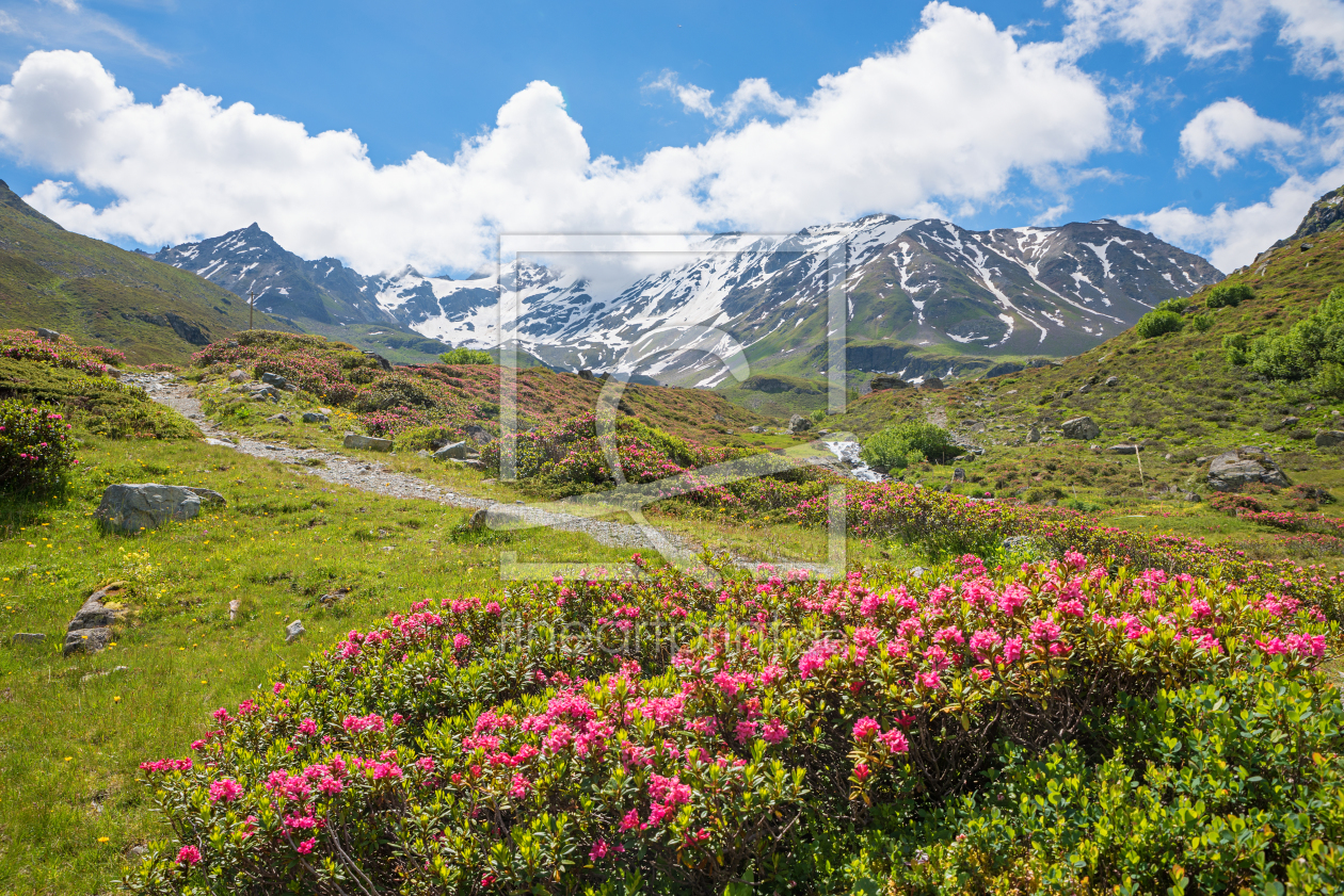 Bild-Nr.: 12255908 Alpenrosen am Dürrboden Dischmatal Schweiz erstellt von SusaZoom