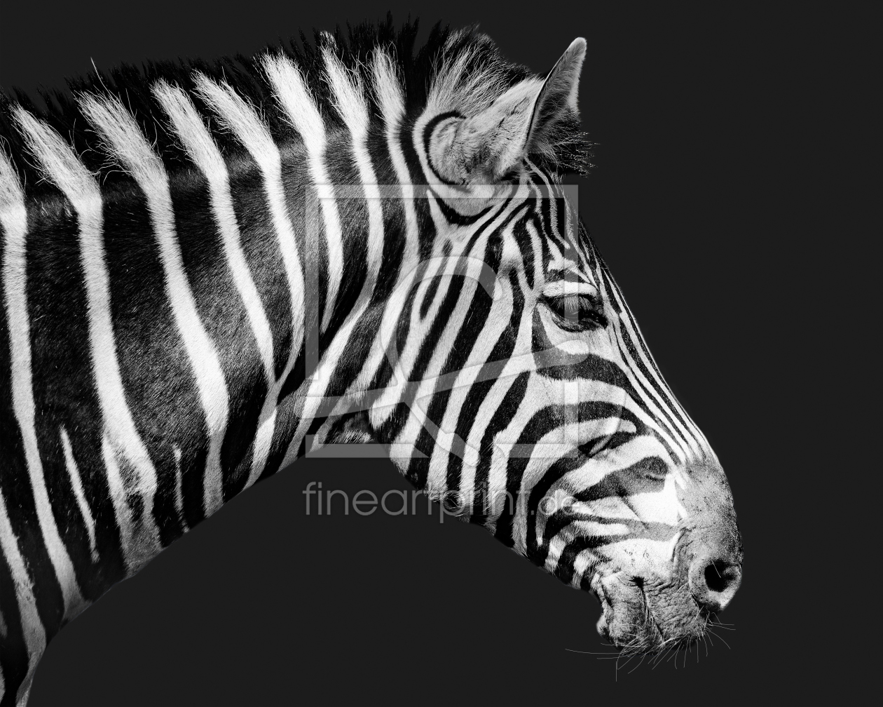 Bild-Nr.: 12257959 Zebra erstellt von Johann Pavelka