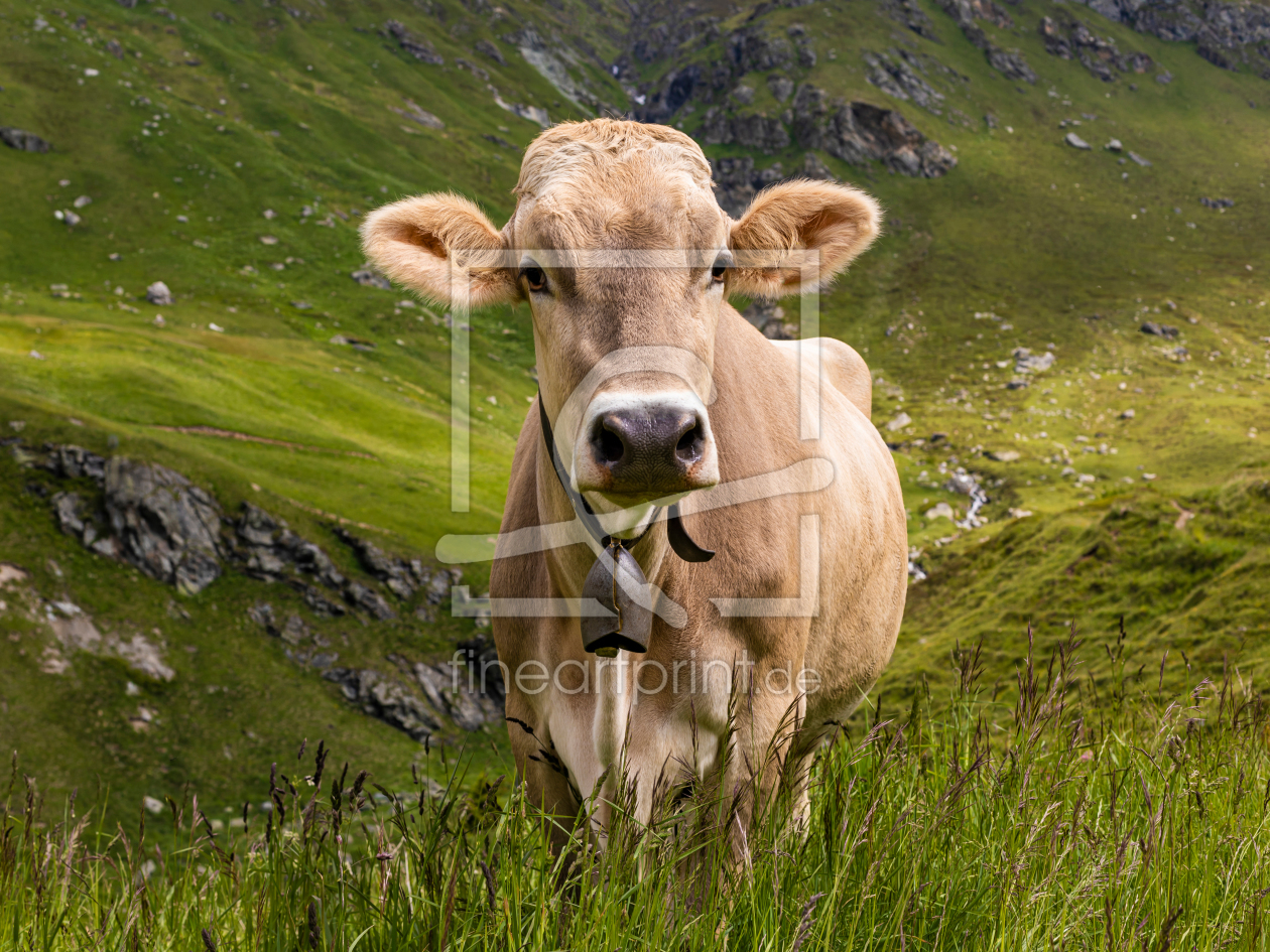 Bild-Nr.: 12258505 Kuh auf der Alm in der Schweiz erstellt von dieterich
