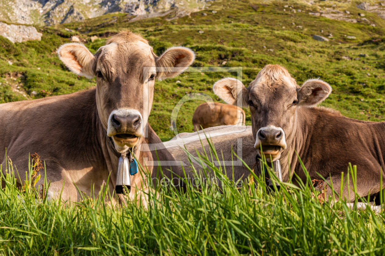 Bild-Nr.: 12258509 Kühe auf der Weide in der Schweiz erstellt von dieterich