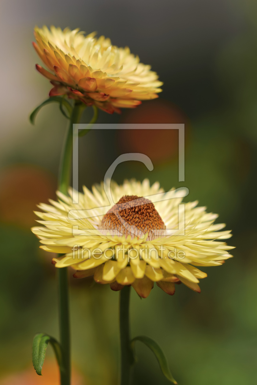 Bild-Nr.: 12259667 Strohblumen erstellt von falconer59