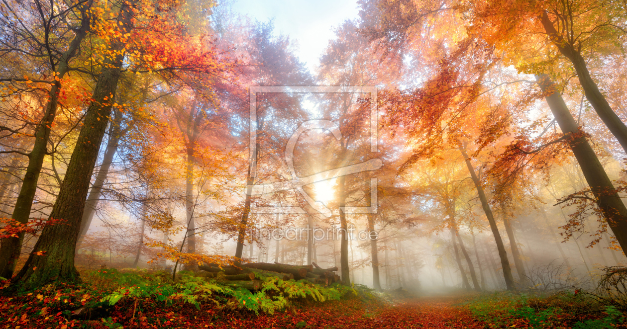 Bild-Nr.: 12260090 Sonnenstrahlen im nebligen Herbstwald erstellt von Smileus