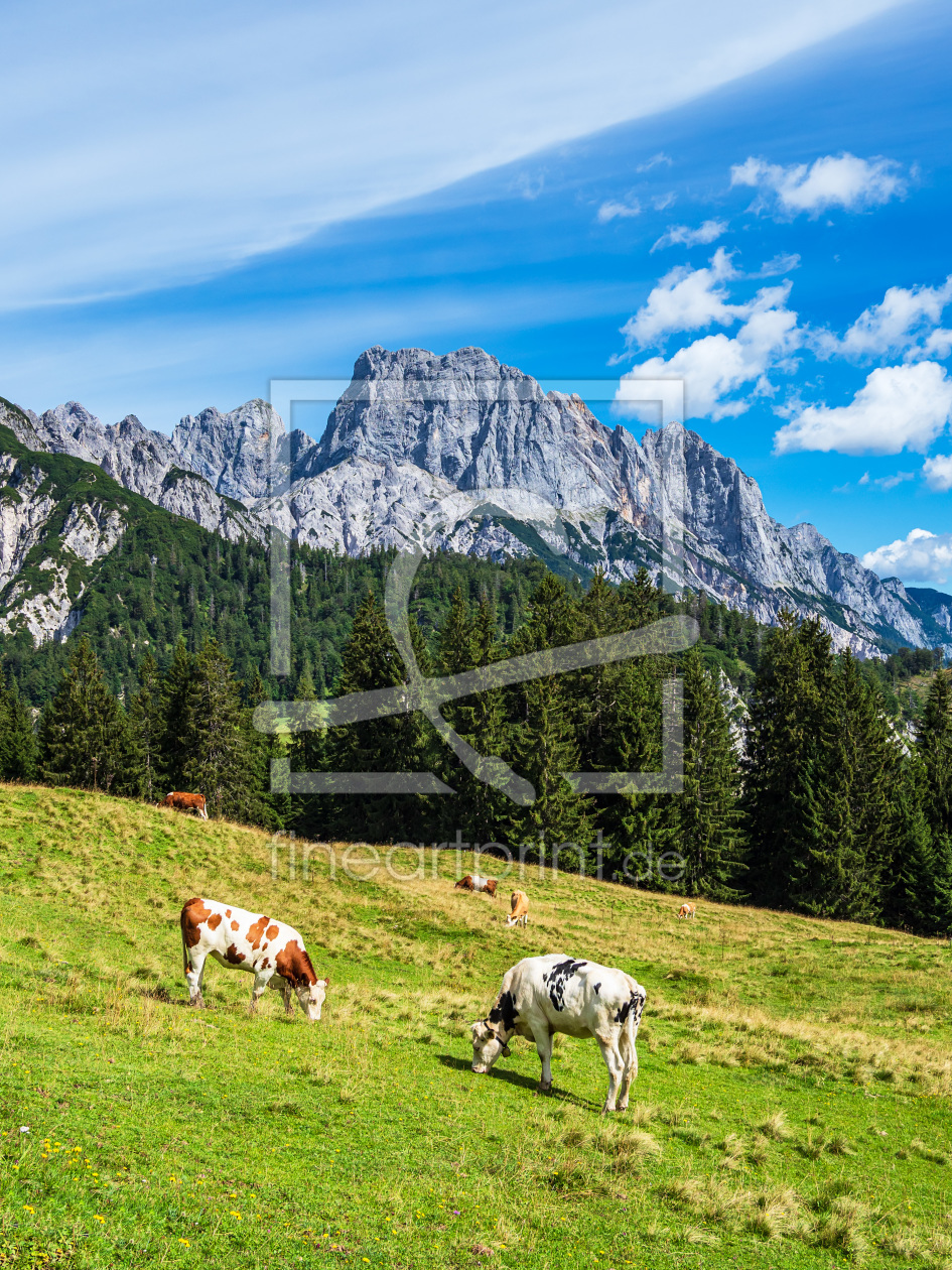 Bild-Nr.: 12261436 Blick auf die Litzlalm mit Kühen in Österreich erstellt von Rico Ködder