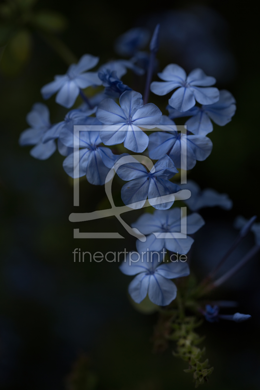 Bild-Nr.: 12262156 Blue Flowers erstellt von MartinaW
