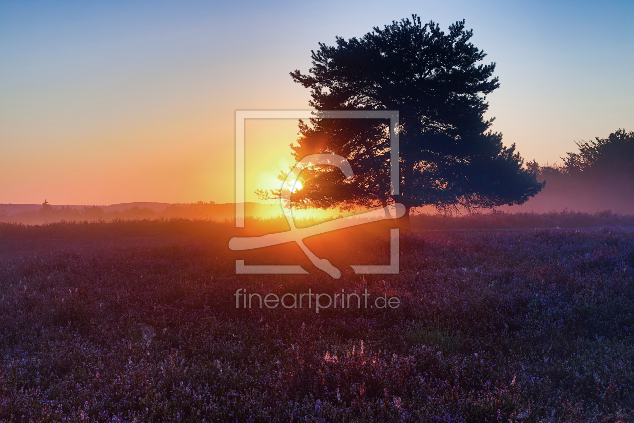 Bild-Nr.: 12263235 Sonne küsst Heide erstellt von Thomas Herzog