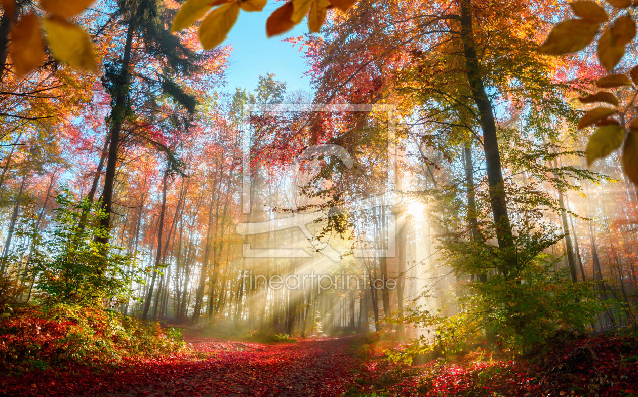 Bild-Nr.: 12263617 Stimmungsvolle Sonnenstrahlen im herbstlichen Wald erstellt von Smileus