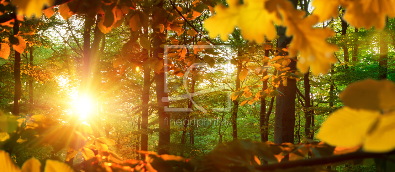 Bild-Nr.: 12263618 Von Herbstsonne hell durchflutete Eichenblätter erstellt von Smileus