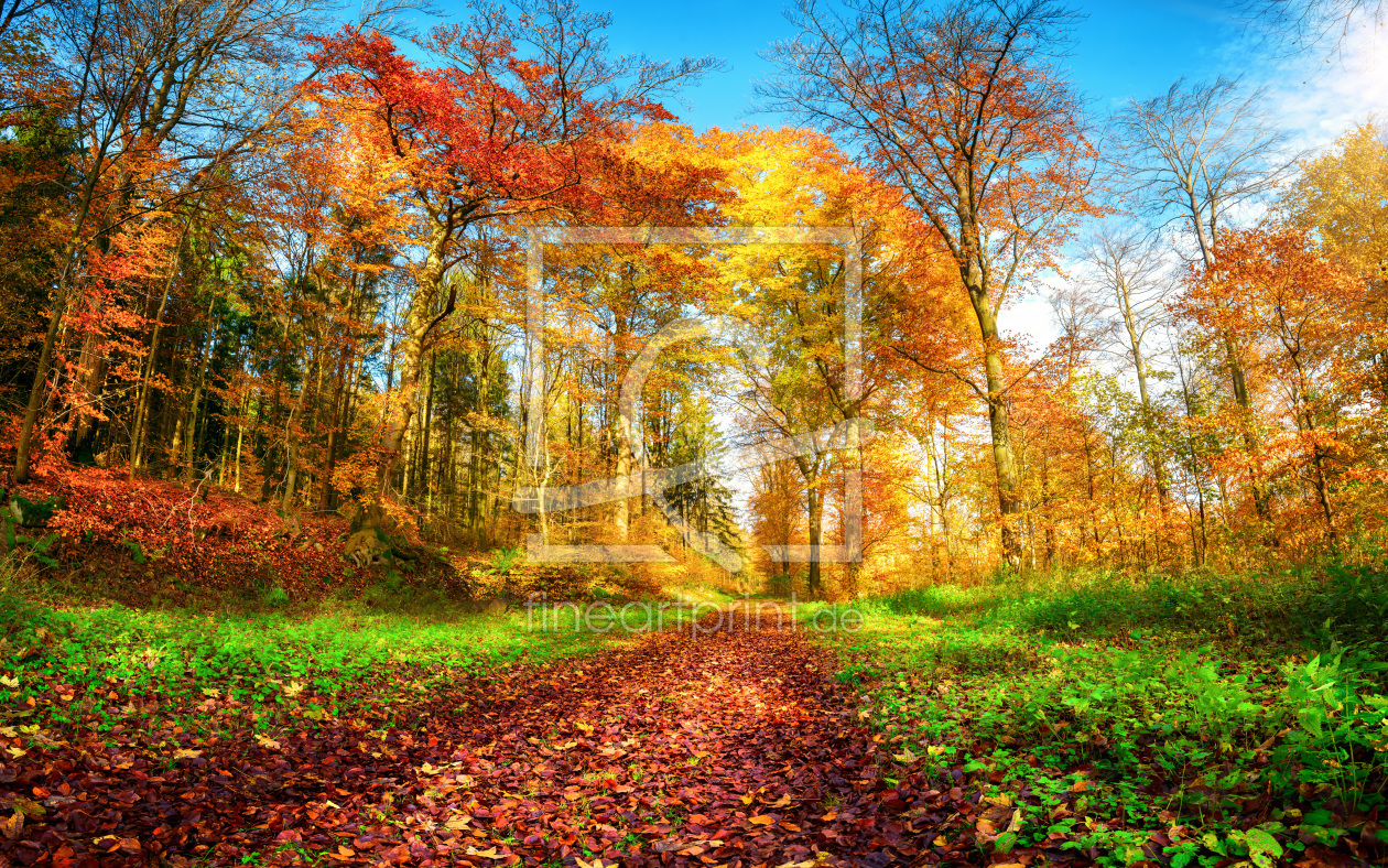 Bild-Nr.: 12263708 Waldweg in lebhaften Herbstfarben erstellt von Smileus