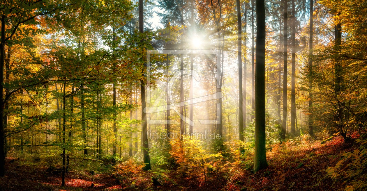 Bild-Nr.: 12263870 Sonnige Herbstszene im bunten Wald erstellt von Smileus