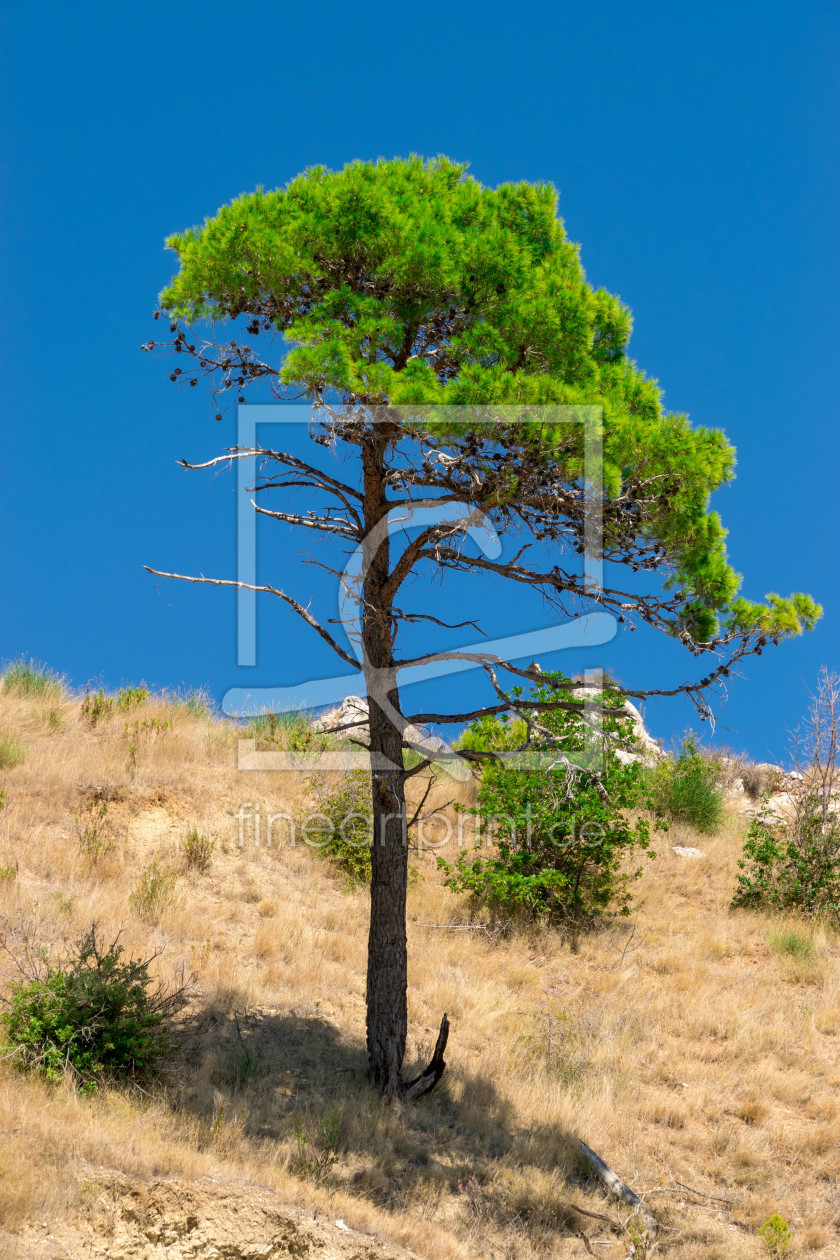 Bild-Nr.: 12264193 Baum in der Sonne erstellt von Sandra