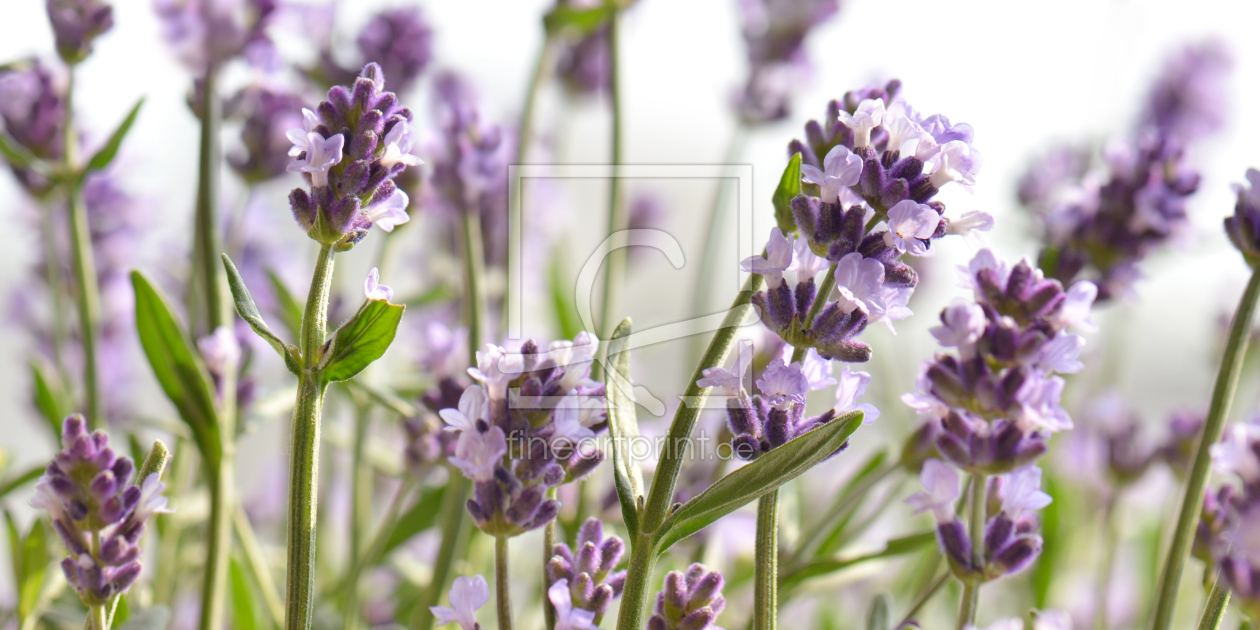 Bild-Nr.: 12264390 Lavendel erstellt von Atteloi