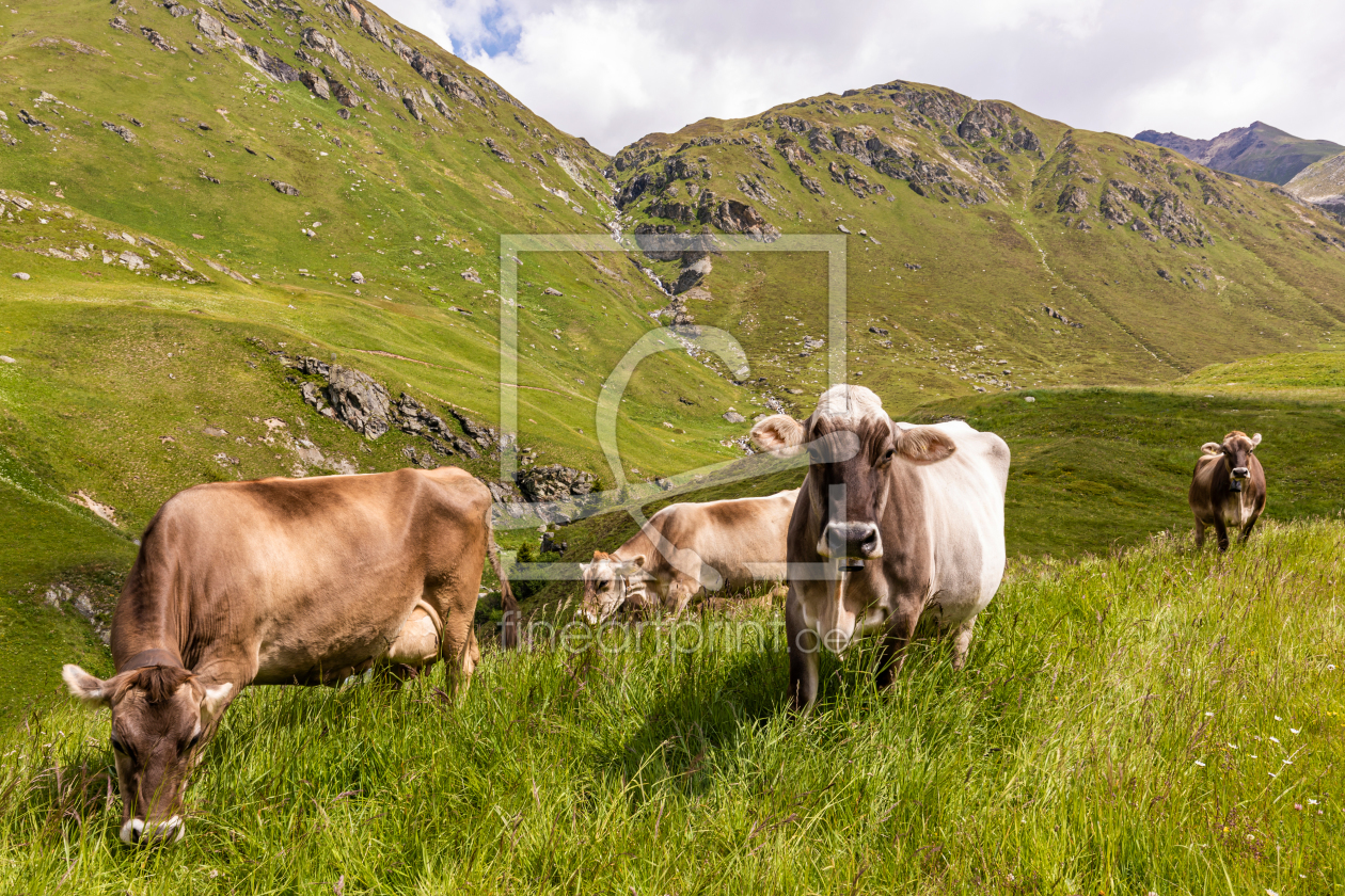 Bild-Nr.: 12264403 Kühe auf der Alm in der Schweiz erstellt von dieterich