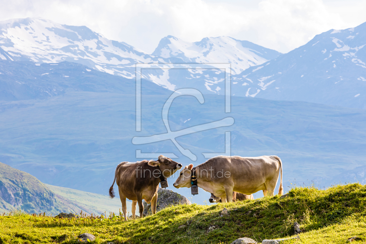 Bild-Nr.: 12264404 Kühe auf der Alm in den Schweizer Alpen erstellt von dieterich