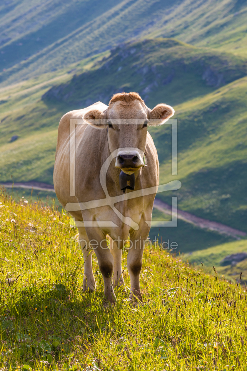 Bild-Nr.: 12264408 Kuh auf der Alm in der Schweiz erstellt von dieterich