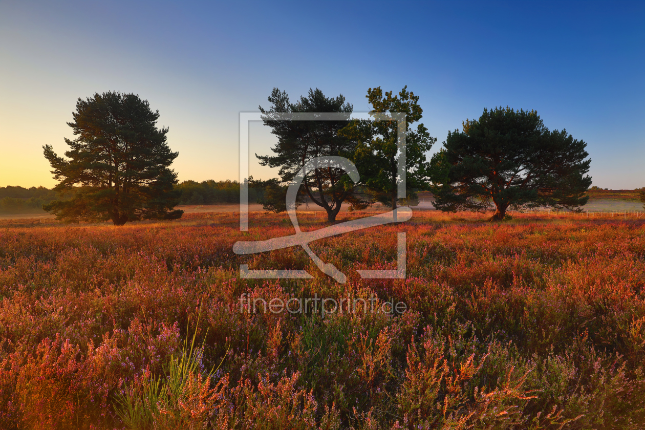 Bild-Nr.: 12265729 Die Heide brennt erstellt von Thomas Herzog