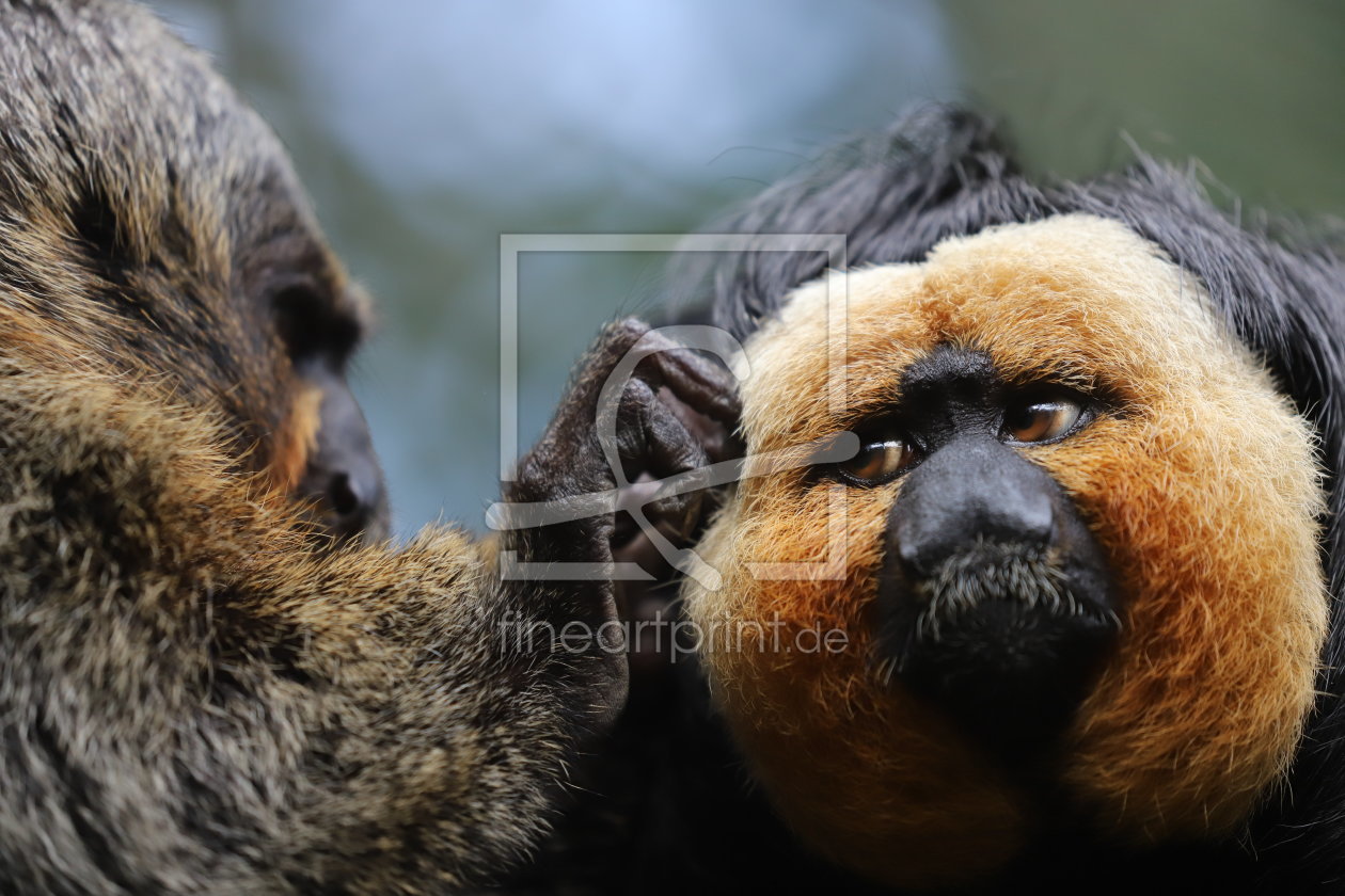 Bild-Nr.: 12267730 Weissgesichtssaki 2 erstellt von Heike Hultsch