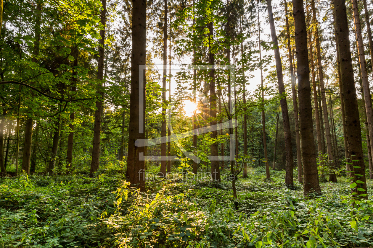 Bild-Nr.: 12270140 Urwald im Licht erstellt von Ursula Reins