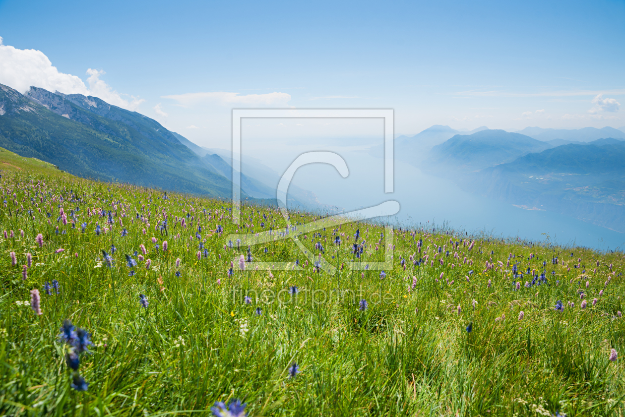 Bild-Nr.: 12270349 Wildblumenwiese Monte Baldo Italien erstellt von SusaZoom