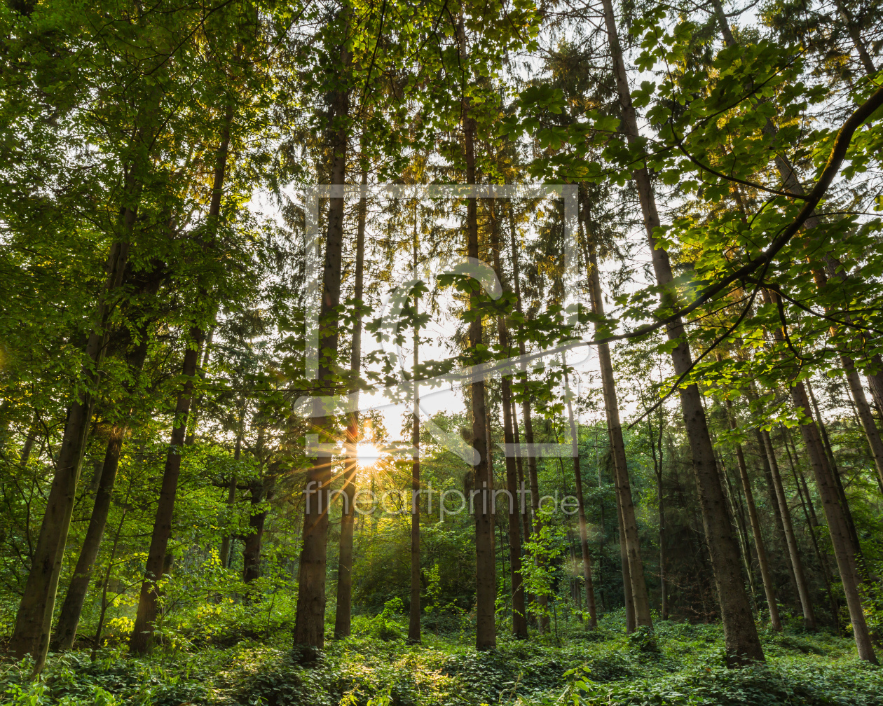 Bild-Nr.: 12270354 Urwald       erstellt von Ursula Reins