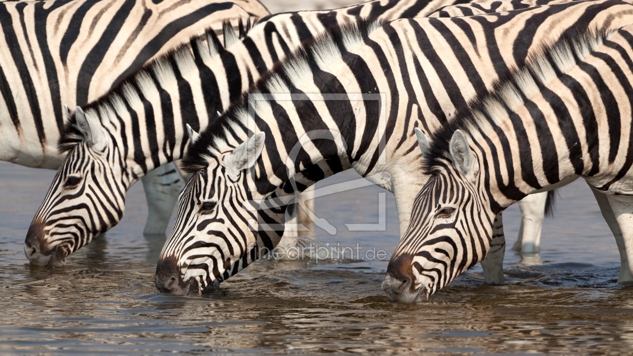 Bild-Nr.: 12274349 Zebras am Wasserloch erstellt von Angelika Stern
