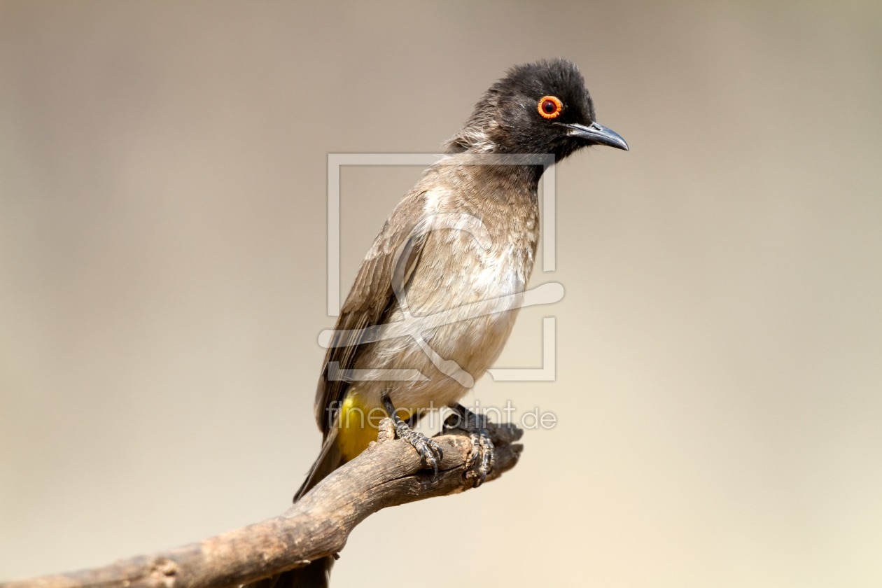 Bild-Nr.: 12274538 Rotäugiger Bülbül in Namibia erstellt von Angelika Stern