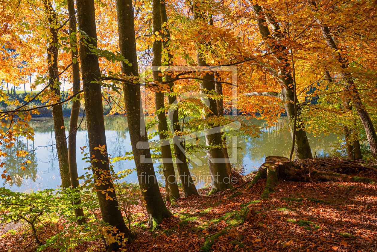 Bild-Nr.: 12275530 Herbstufer am Weiher erstellt von SusaZoom