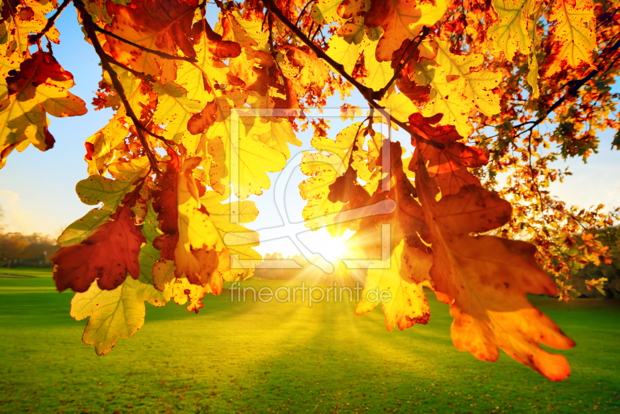 Bild-Nr.: 12276109 Von Herbstsonne durchleuchtete Blätter im Park erstellt von Smileus