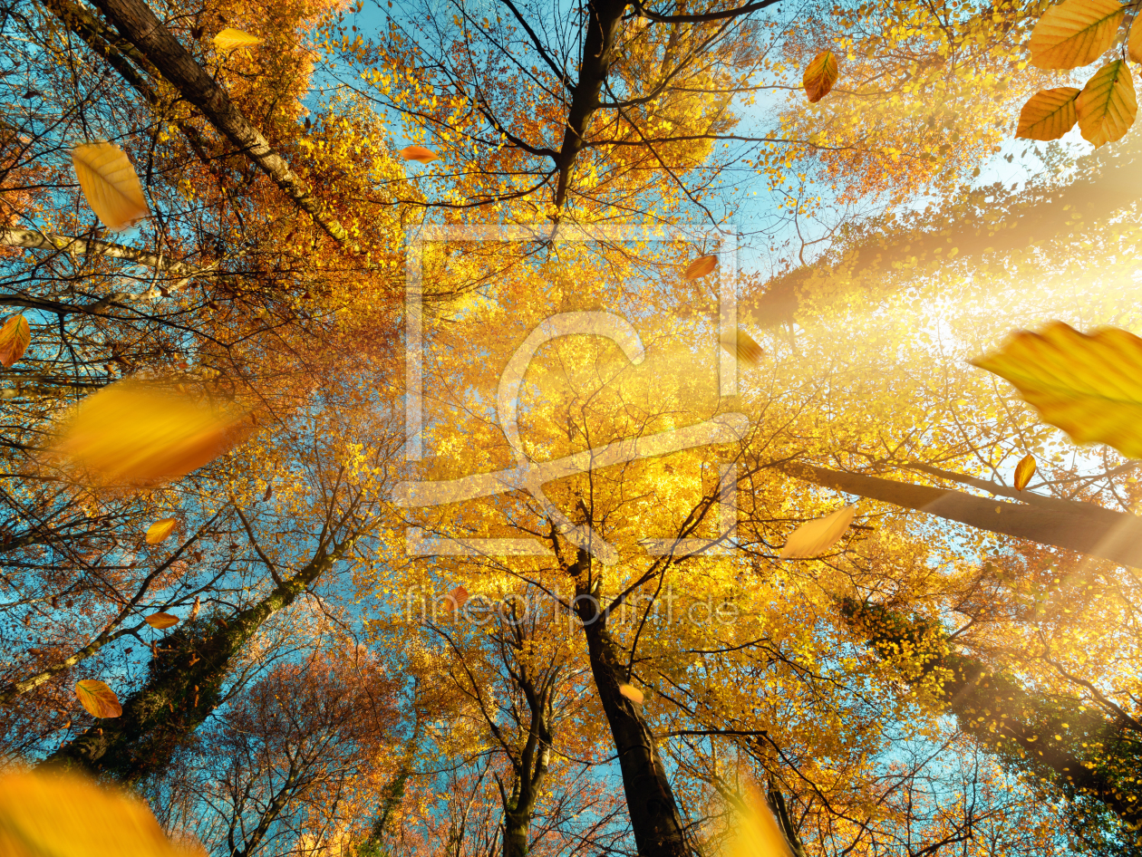 Bild-Nr.: 12276517 Gelbe Baumkronen und blauer Himmel im Herbst erstellt von Smileus