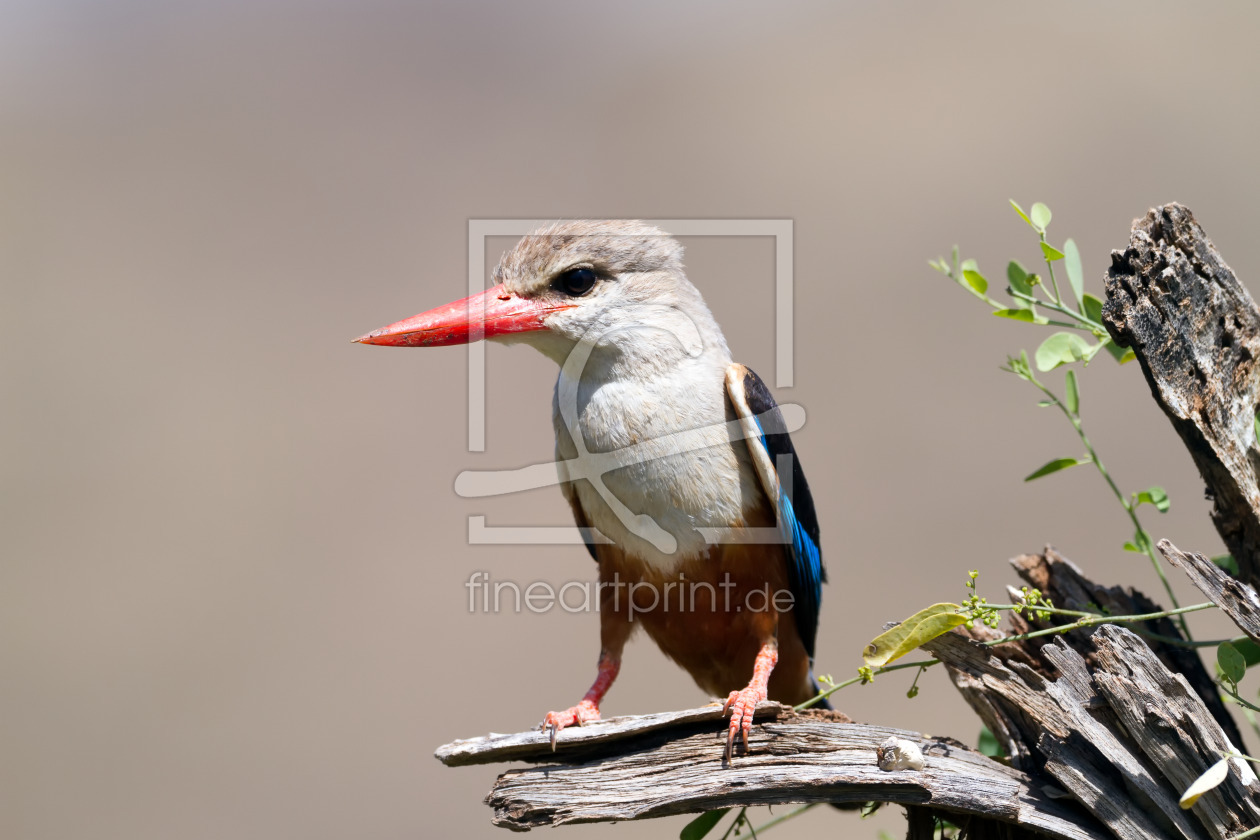 Bild-Nr.: 12277126 Graukopfliest im Lake Nakuru Nationalpark in Kenia erstellt von Angelika Stern