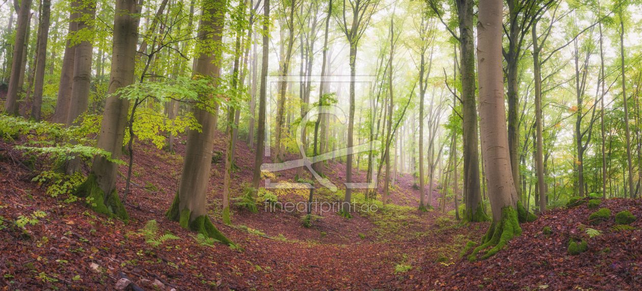 Bild-Nr.: 12277209 Morgenlicht im grünen Wald erstellt von luxpediation